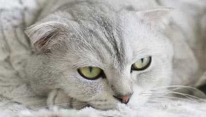 焦泊乔：下赛季应该能正常出战 广东球迷给我什么绰号我都能接受